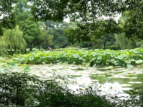 七月九日 色花堂
 走西湖-关注西湖十景垃圾分类问题小分队 曲院风荷实景