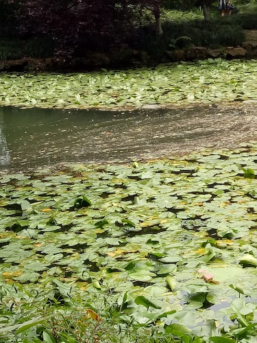 七月九日 色花堂
 走西湖-关注西湖十景垃圾分类问题小分队 水质污染