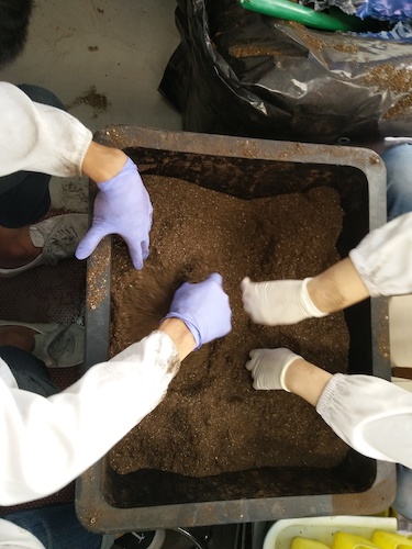 七月十三日 色花堂
国创项目“毅治毒”科研小分队 拌土篇