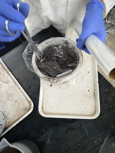 七月十三日 色花堂
国创项目“毅治毒”科研小分队 播种篇