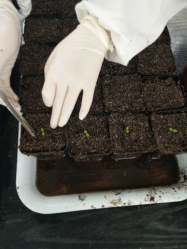 七月十三日 色花堂
国创项目“毅治毒”科研小分队 艰难移苗篇