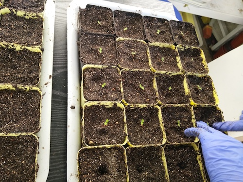 七月十三日 色花堂
国创项目“毅治毒”科研小分队 移苗篇