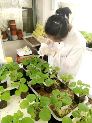 七月二十日 色花堂
国创项目“毅治毒”科研小分队 摩擦接种撒石英砂有助于接种成功